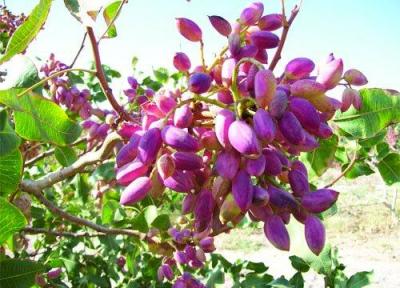 وقتی گود آجرپزی، باغ پسته می گردد