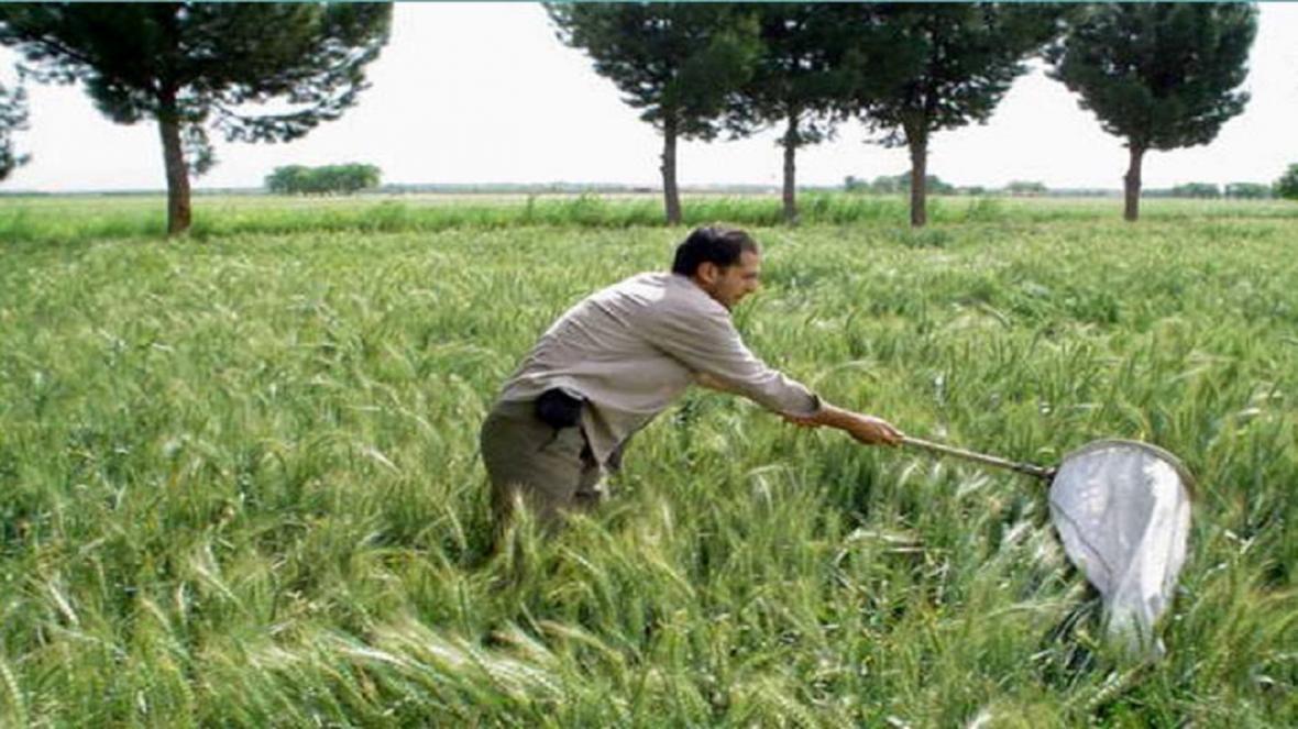 کشاورزان برای پایش مزارع گندم اقدام کنند کشاورزان برای پایش مزارع گندم اقدام کنند