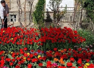 پرورش 35 هزار بوته گل لاله ایرانی در منزلی مسکونی در تبریز