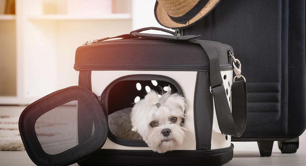 قوانین حمل حیوان خانگی در هواپیما