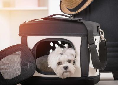 قوانین حمل حیوان خانگی در هواپیما