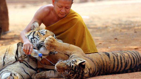 تور لحظه آخری تایلند: در سفر به تایلند مراقب حیوانات باشیم