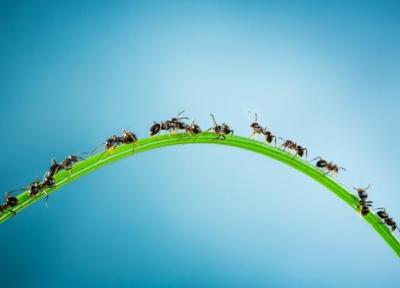 13 راه چاره طبیعی برای از بین بردن یا فراری دادن مورچه ها