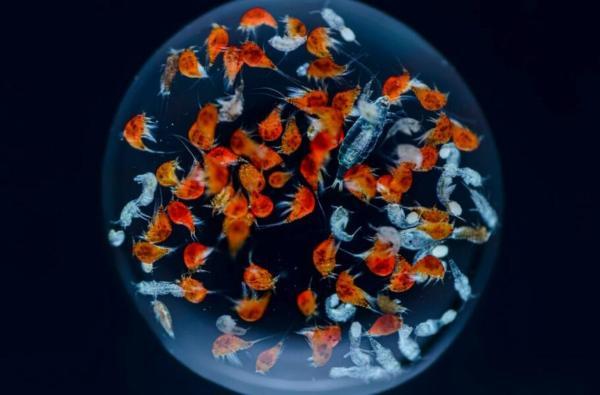 این تصاویر فوق العاده زندگی درون یک قطره آب دریا را نشان می دهد (تور قطر ارزان)